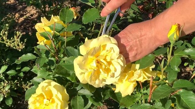 ЖИЗНЬ в ГЛУХОЙ ДЕРЕВНЕ. БЕЛАРУСЬ .ЗАГОТОВКА для специй,чая и бани .ИНТЕРЕСНО и ПОЛЕЗНО смотреть онлайн