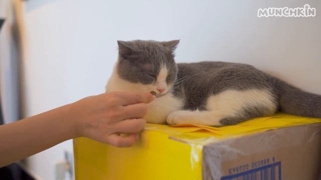 Waking Sleeping Kitten Up With Snacks смотреть онлайн