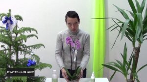 Как ухаживать за орхидеей? / Орхидея уход в домашних условиях