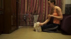 МАЛЬТЕЗЕ (Мальтийская болонка) Щенок выполняет команды (3 месяца)