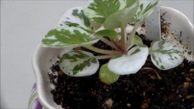 14-07-12 African Violet Propagation Update смотреть онлайн