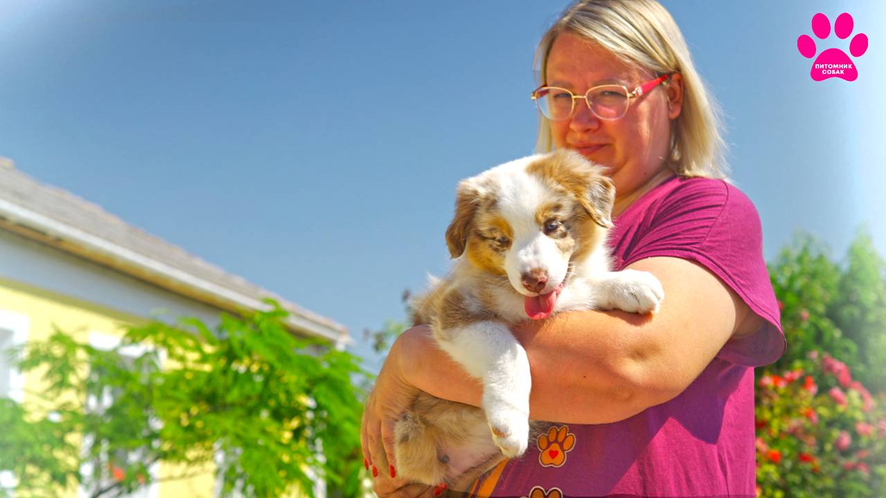 Мини Аусси - новая порода в нашем питомнике! Это новый хит! Миниатюрная американская овчарка - мы на смотреть онлайн