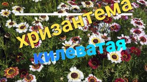 ХРИЗАНТЕМА  КИЛЕВАТАЯ.  Не похожая . ОДНОЛЕТНИК