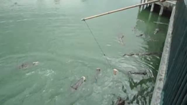 Крокодилы смотреть онлайн