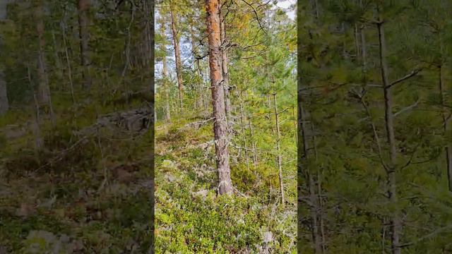 Прогулка вдоль хребта в лесу смотреть онлайн