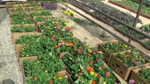 МОНОФОСФАТ КАЛИЯ + СУЛЬФАТ МАГНИЯ результат за один день. ВЧЕРА подкармили? СЕГОДНЯ продали?