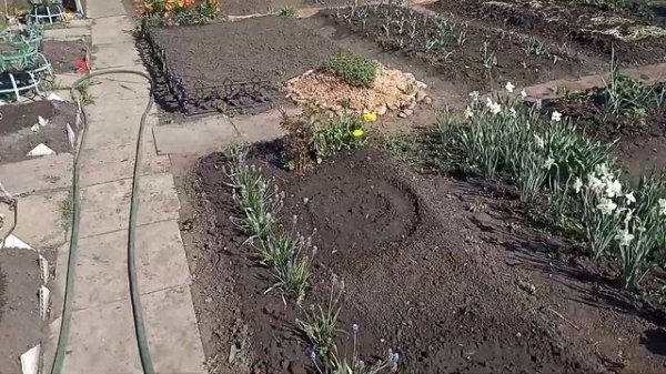 Вот так цветет садовая вишня. Видео Нусратуллина Ф.Г.