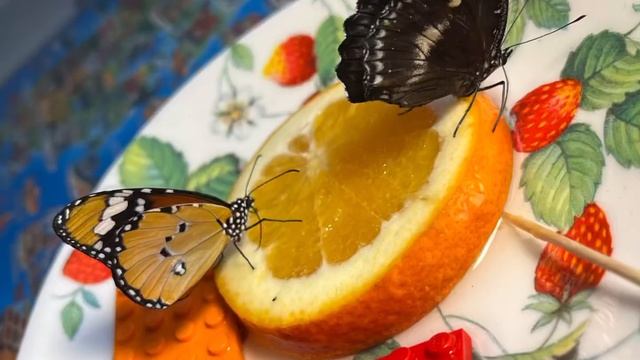 Павильон бабочек на ВДНХ смотреть онлайн