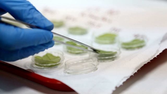 Микроклональное размножение и тотипотентность у растений смотреть онлайн