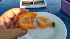 АБРИКОС ХАРГРАНД.