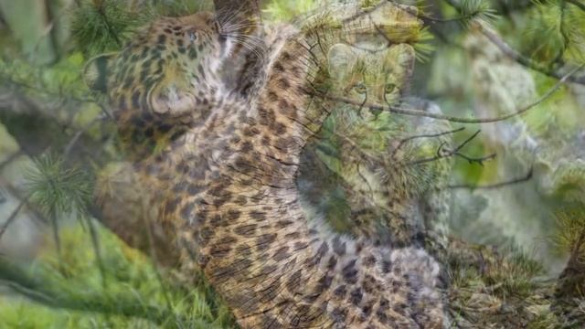 Семейство кошачьих. Дикие кошки (Cat family. Wild cats) смотреть онлайн