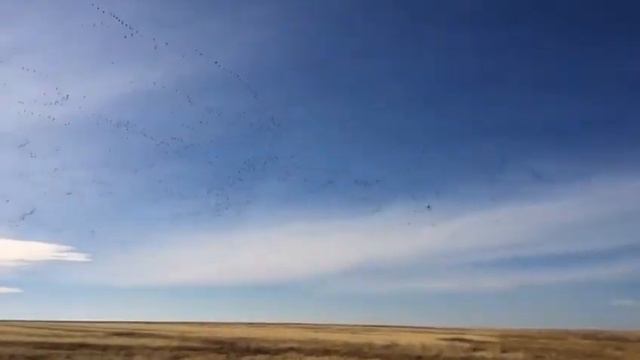 Гусь пролёт смотреть онлайн