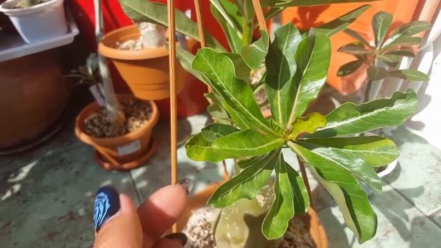 Адениумы. Удобрение купание.. и итоги лета смотреть онлайн