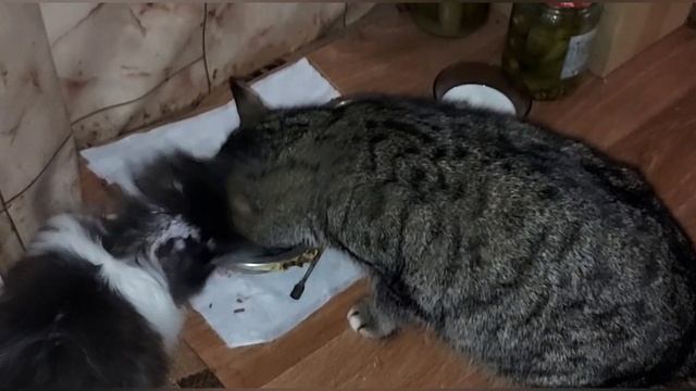 Как приручить дикого котёнка Мама кошка бросила 4ч. смотреть онлайн