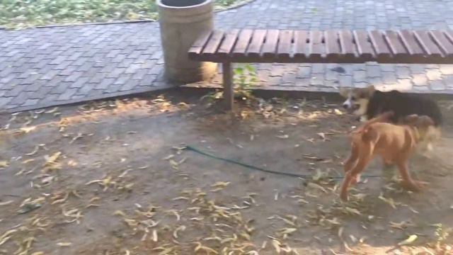 Уличные хроники Hangerbell "Magnificent" Design & Hangerbell "Beauty" Harmony. смотреть онлайн