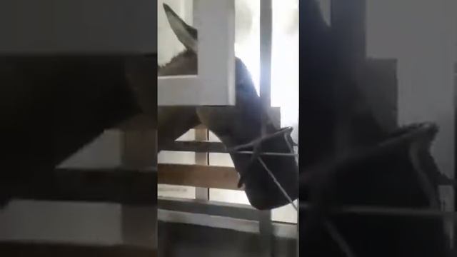 #ОСЕЛ ЕСЕК дойка странно это смотреть онлайн