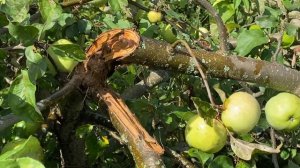 Яблоня сломалась! Что делать? Как спасти дерево?