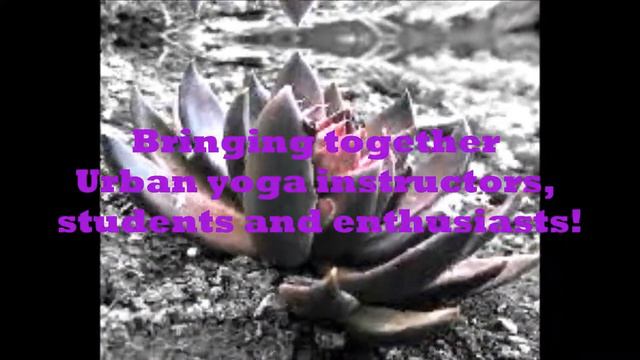 the Black Lotus Retreat.wmv смотреть онлайн