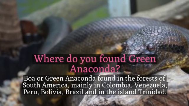 Reticulated Python Vs Green Anaconda Fight comparison Who will Win? смотреть онлайн