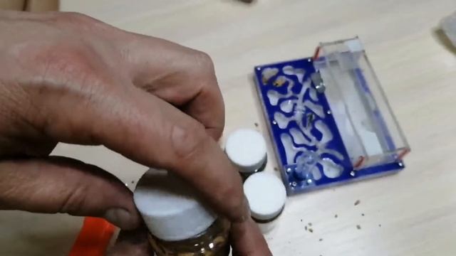 МУРАВЬИНАЯ ФЕРМА с муравьями ЗАСЕЛЕНИЕ КАК УХАЖИВАТЬ И КОРМА смотреть онлайн