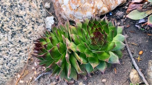 Sempervivum calcareum known for its distinctive coloring and vigor смотреть онлайн
