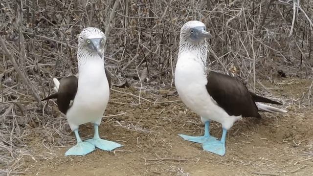 Blue-Footed Boobies - The funniest birds ever! смотреть онлайн