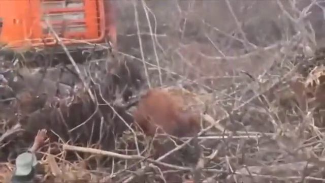 Орангутан защищает лес от бульдозера смотреть онлайн