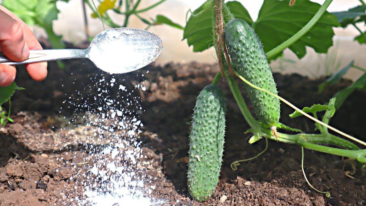 Присыпаю грядку с огурцами таким порошком в июле августе. Нарастает каждый день по 2 ведра зеленцев. смотреть онлайн