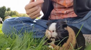 гуляем с морской свинкой