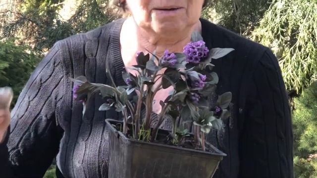 Редкий многолетник | Физохлайна физалисовая смотреть онлайн