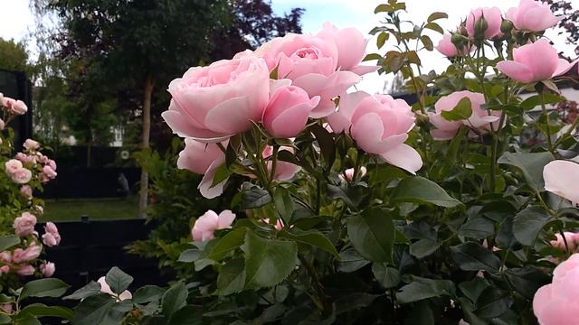 Rose Hans Gönewein | Tantau | Rosenvideo | Gartenfein [HD]