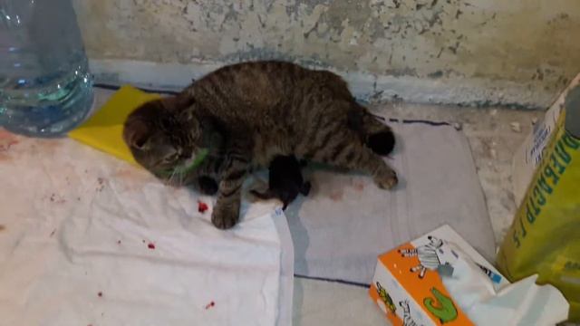 Роды британской вислоухой кошки смотреть онлайн