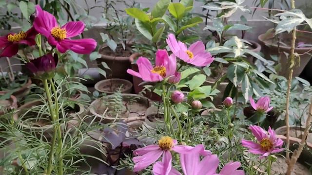 Cosmos Flowering Plant Grow In Your Garden By Cutting & Seed | Urdu/Hindi смотреть онлайн