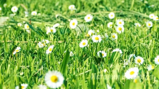 «Мне всего один цветочек, у мамы день рождения» умоляюще смотрела малышка на Степана. А увидев… смотреть онлайн