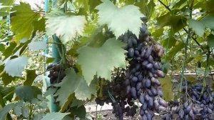 Виноград кармен описание сорта