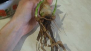 Цимбидиум без корней!