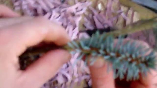 Grafting Picea pungens Hoopsii смотреть онлайн