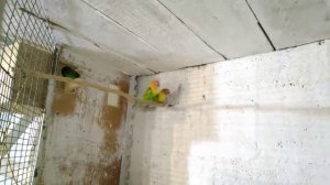 Самый простой метод разведение.Неразлучники,из чего строят гнезда ?