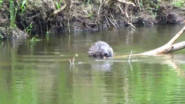 Бобр грызет кору смотреть онлайн