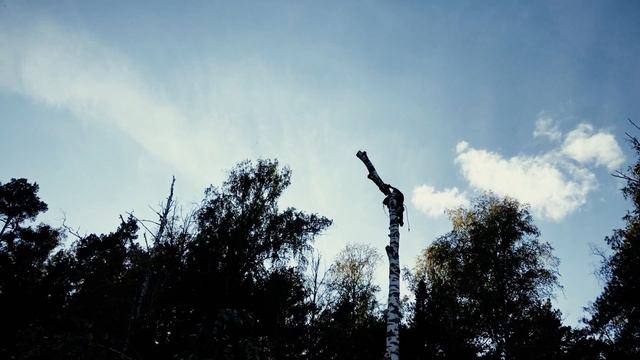 Как спилить дерево там, где нельзя!? смотреть онлайн