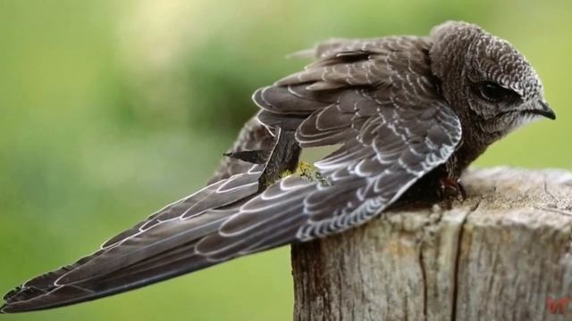 Стрижи (лат. Apodes) смотреть онлайн