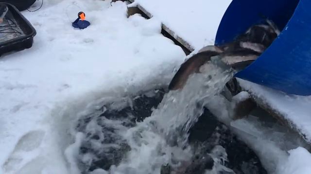 Савельево рыбалка. смотреть онлайн