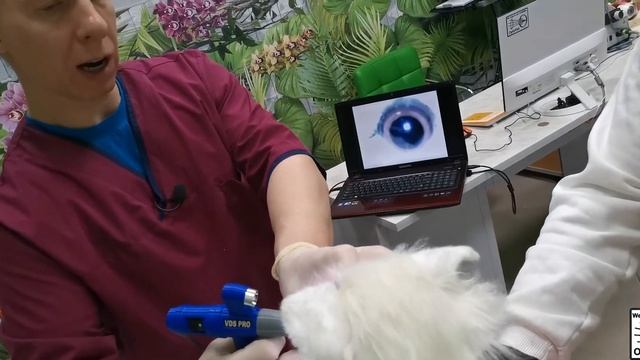 Видеодиагностика в офтальмологии. Занятие второе /Video diagnostics in ophthalmology. Lesson two. смотреть онлайн