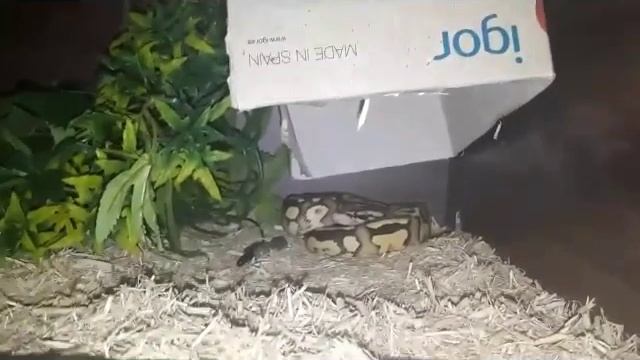 NEW Royal Python Setup смотреть онлайн