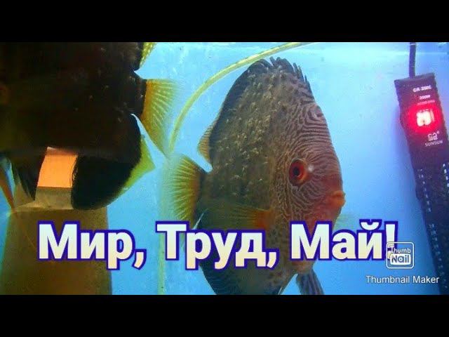 Дискусы. Разведение нового малька #discus #разводня #дискусы #аквариумныерыбки #fish #рыбки смотреть онлайн