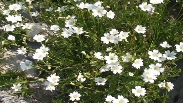 Cerastium arvense @ Fiori e piante della montagna bellunese 18.06.2015 смотреть онлайн