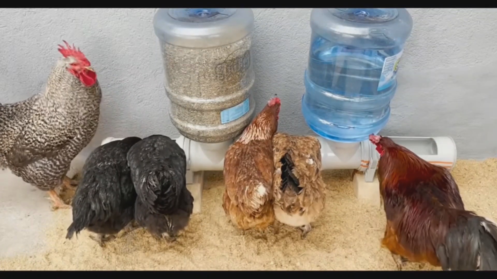 Поилка и кормушка для кур из труб и 19 л бутылей от кулера смотреть онлайн