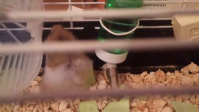 Карамелька грызёт клетку. смотреть онлайн