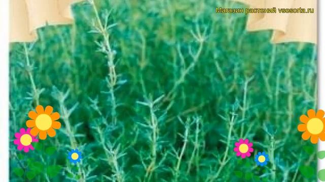 Чабрец обыкновенный Зоммертайм. Краткий обзор, описание характеристик thymus Zommertajm смотреть онлайн