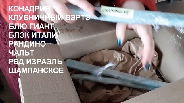 Получила новые сорта инжира Клубничный Вэртэ, Конадрия, Блэк Итали и другие смотреть онлайн